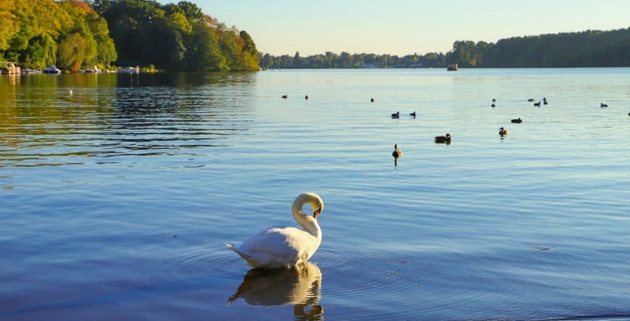 Lagos y Cisnes en Alemania,  ELIA - Escuela Libre del Idioma Alem&aacute;n, curso y clases de alem&aacute;n, Puebla, Cholula